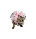だるい猫ディディ（個別スタンプ：19）