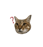 だるい猫ディディ（個別スタンプ：20）