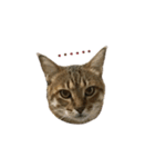 だるい猫ディディ（個別スタンプ：21）