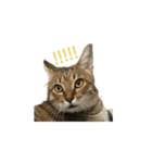 だるい猫ディディ（個別スタンプ：22）