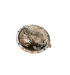 だるい猫ディディ（個別スタンプ：23）