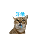だるい猫ディディ（個別スタンプ：24）