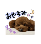 むさし＆シェリ（個別スタンプ：13）