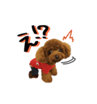 むさし＆シェリ（個別スタンプ：16）