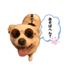 チワワのハクくんスタンプ♡（個別スタンプ：1）