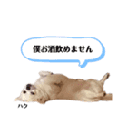 チワワのハクくんスタンプ♡（個別スタンプ：5）