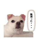 チワワのハクくんスタンプ♡（個別スタンプ：7）