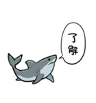 しゃべるホオジロザメ（個別スタンプ：1）