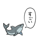 しゃべるホオジロザメ（個別スタンプ：13）