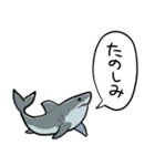 しゃべるホオジロザメ（個別スタンプ：16）
