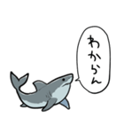 しゃべるホオジロザメ（個別スタンプ：19）