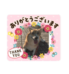 コギたん（個別スタンプ：10）