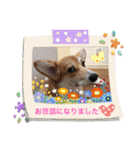 コギたん（個別スタンプ：12）