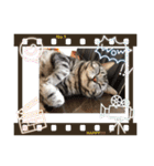 アメショーシリーズ（個別スタンプ：6）