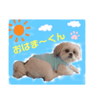 まえののまーくん（個別スタンプ：1）