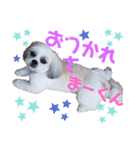 まえののまーくん（個別スタンプ：7）