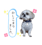 まえののまーくん（個別スタンプ：13）