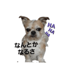 Mix犬ボス（個別スタンプ：1）