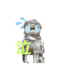 Mix犬ボス（個別スタンプ：3）