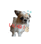Mix犬ボス（個別スタンプ：4）