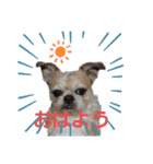 Mix犬ボス（個別スタンプ：5）