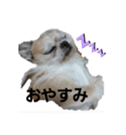 Mix犬ボス（個別スタンプ：6）
