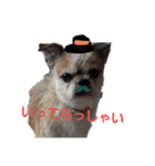 Mix犬ボス（個別スタンプ：7）