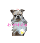 Mix犬ボス（個別スタンプ：8）