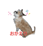 Mix犬ボス（個別スタンプ：9）