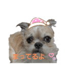 Mix犬ボス（個別スタンプ：10）