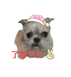 Mix犬ボス（個別スタンプ：11）