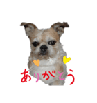 Mix犬ボス（個別スタンプ：12）