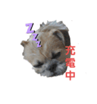 Mix犬ボス（個別スタンプ：13）