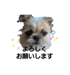 Mix犬ボス（個別スタンプ：14）