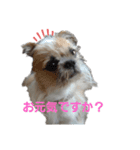 Mix犬ボス（個別スタンプ：15）