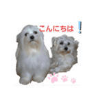 Mix犬ボス（個別スタンプ：16）