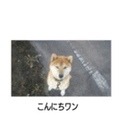癒やしですね（個別スタンプ：3）