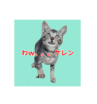 くしんg いむt（個別スタンプ：2）