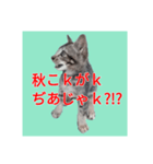 くしんg いむt（個別スタンプ：4）