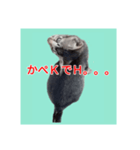 くしんg いむt（個別スタンプ：5）