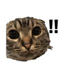 ねこのさんま（個別スタンプ：4）