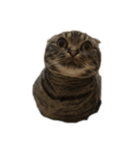 ねこのさんま（個別スタンプ：5）