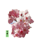 花は癒し（個別スタンプ：4）