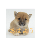 豆柴詰め込みスタンプ(〃ω〃)（個別スタンプ：1）