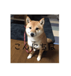 豆柴詰め込みスタンプ(〃ω〃)（個別スタンプ：2）