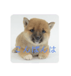 豆柴詰め込みスタンプ(〃ω〃)（個別スタンプ：3）
