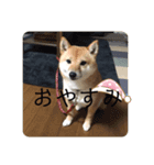 豆柴詰め込みスタンプ(〃ω〃)（個別スタンプ：4）
