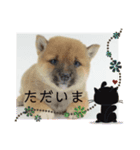 豆柴詰め込みスタンプ(〃ω〃)（個別スタンプ：6）