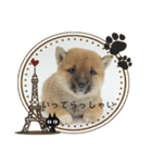 豆柴詰め込みスタンプ(〃ω〃)（個別スタンプ：7）