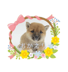 豆柴詰め込みスタンプ(〃ω〃)（個別スタンプ：8）